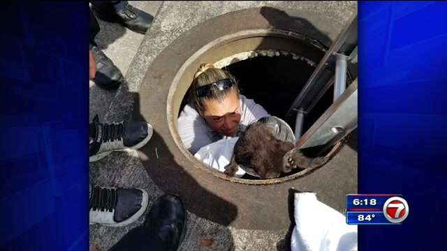 Crews free cat stuck in SW Miami-Dade storm drain - WSVN 7News | Miami ...
