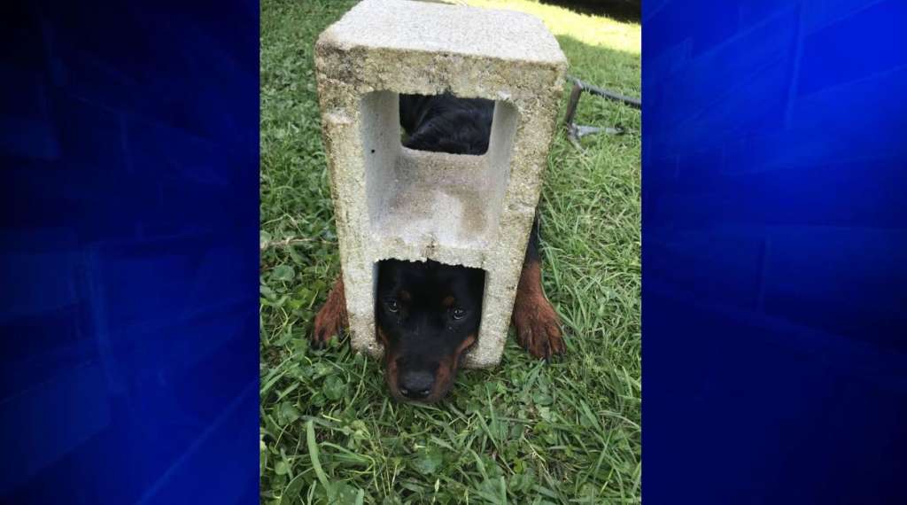 Jaws of Life used to free dog’s head from cinder block WSVN 7News