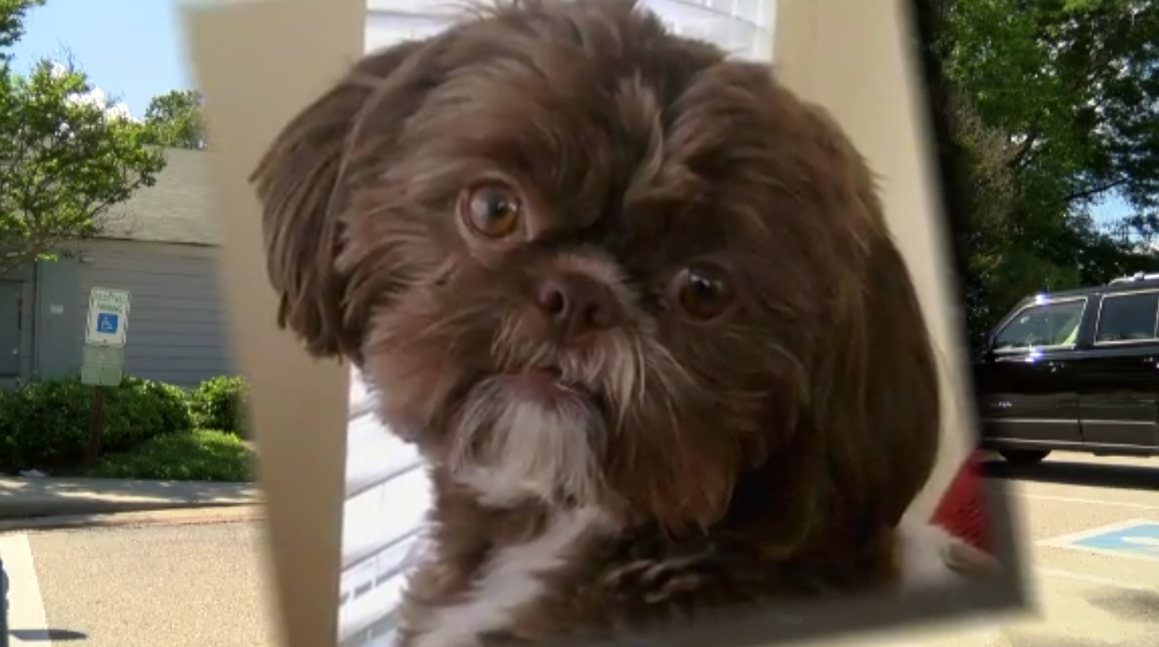 a-healthy-dog-was-euthanized-so-it-could-be-buried-with-its-owner