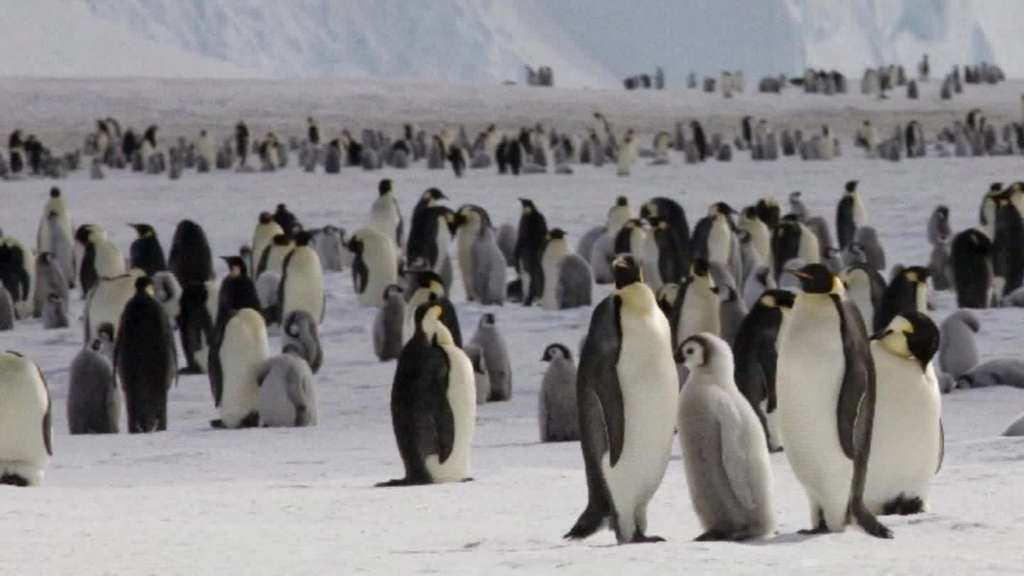 The world’s second-largest emperor penguin colony has nearly