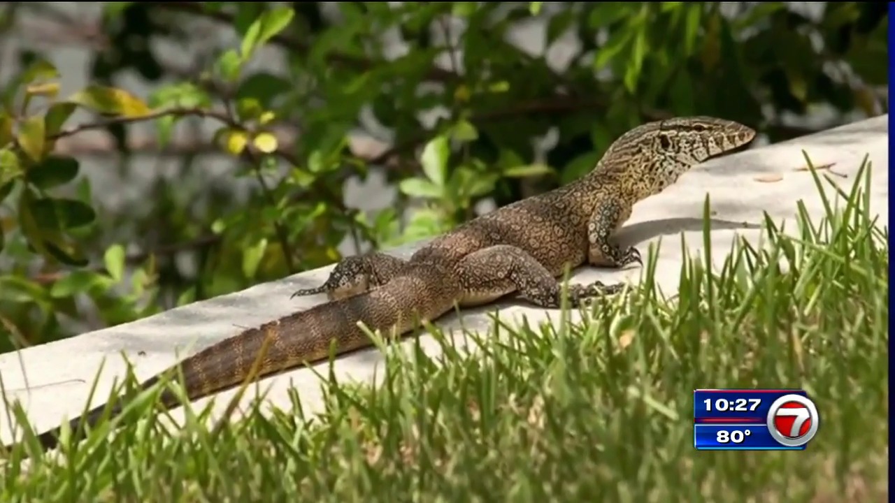 City officials warn residents after monitor lizard spotted near