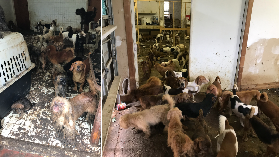 Over 100 animals found living in deplorable conditions in SW Miami-Dade home – WSVN 7News | Miami News, Weather, Sports | Fort Lauderdale Over 100 animals found living in deplorable conditions in SW Miami-Dade home – WSVN 7News | Miami News, Weather, Sports | Fort Lauderdale
