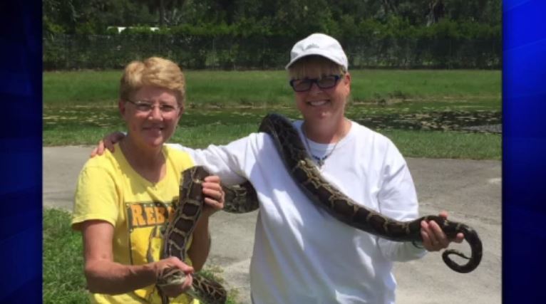 FWC action team captures 500th Burmese python - WSVN 7News | Miami News ...