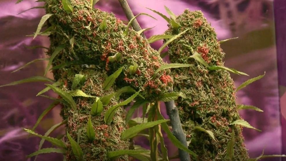 Nevada bans employers from refusing to hire those who fail marijuana