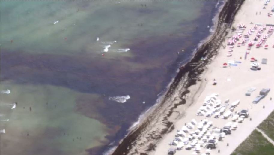 Permit problems leaves Miami Beach reeking of seaweed WSVN 7News