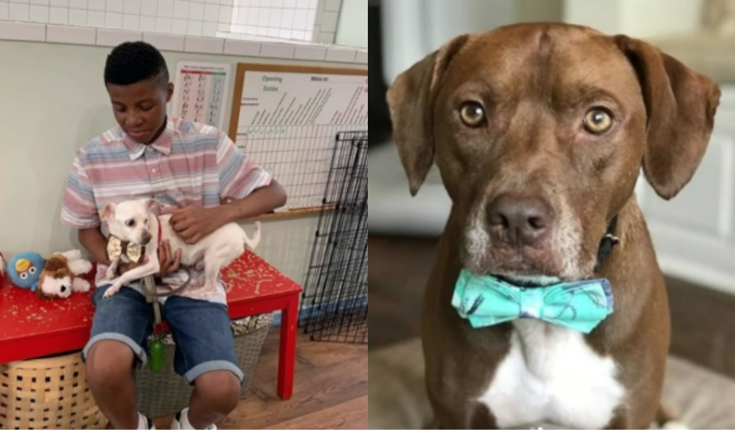 12yearold boy gives shelter animals bow ties to help them get adopted
