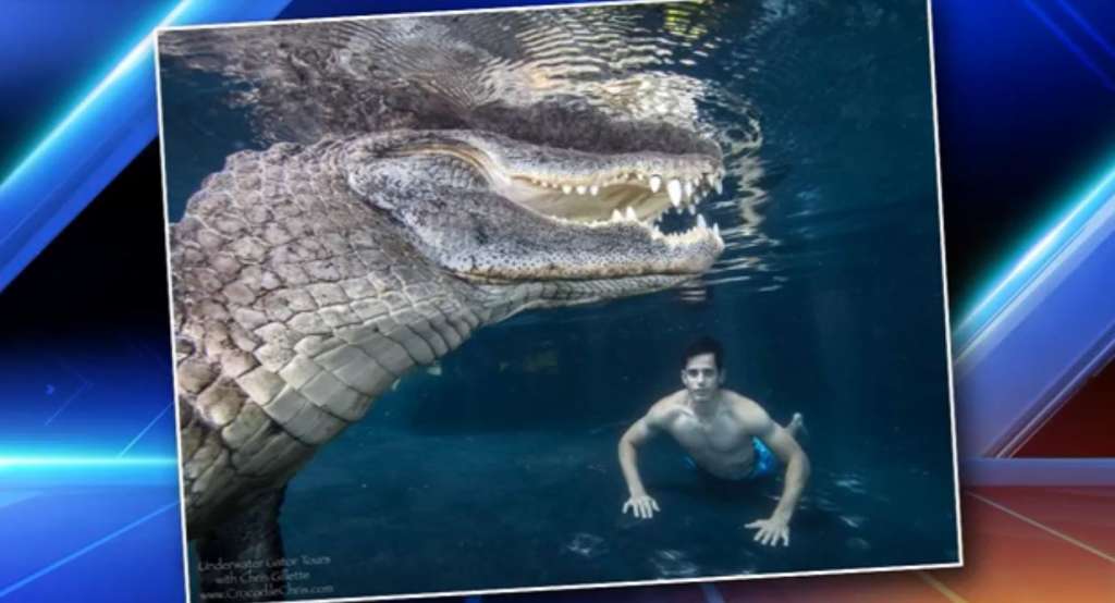 Chris goes swimming with an alligator — for real WSVN 7News Miami