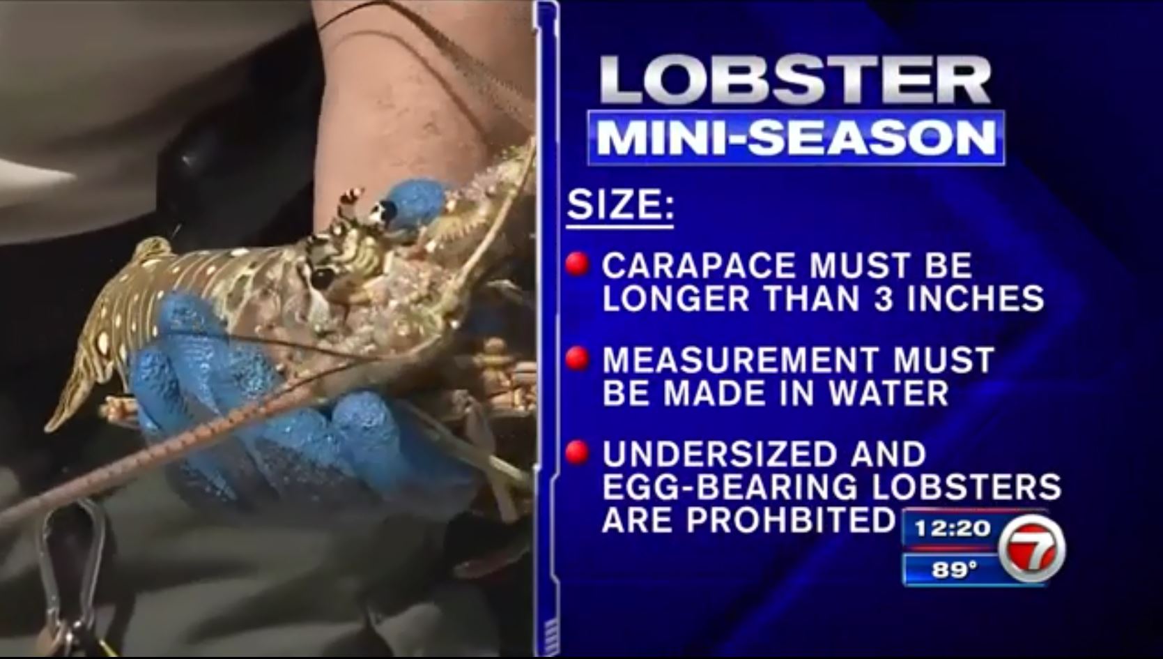 Lobster miniseason begins at midnight across South Florida WSVN