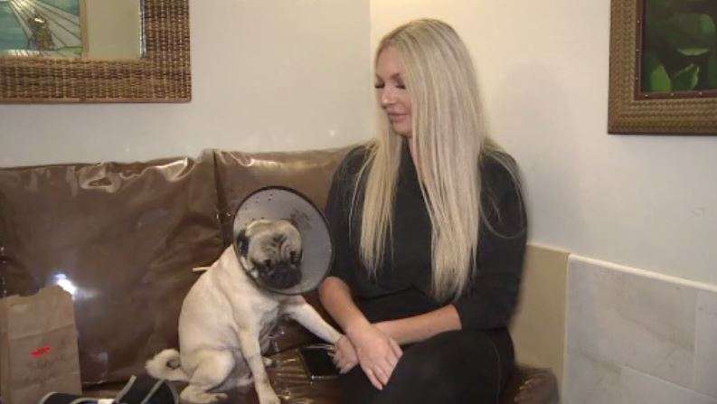 2 dogs recovering after being attacked by ‘wolf-dog’ in Miami Beach ...