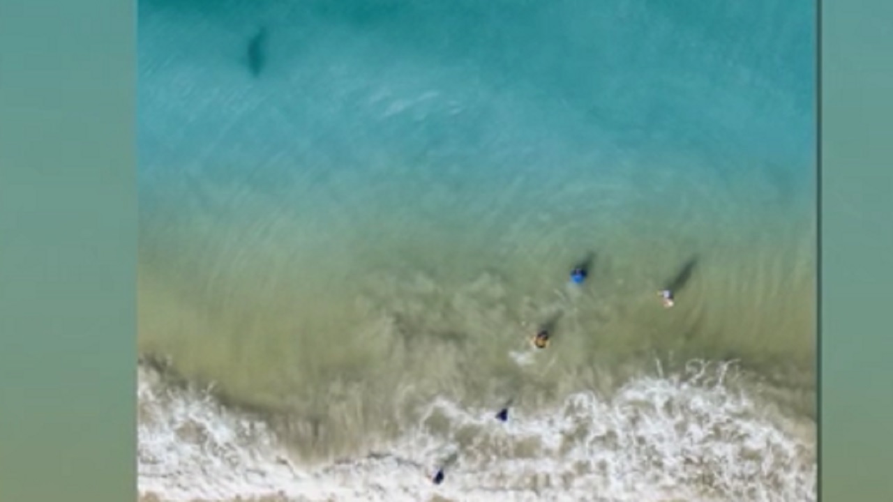 Dad Captures Drone Photo Of Shark Swimming Next To Family In Water Wsvn 7news Miami News Weather Sports Fort Lauderdale Dad Captures Drone Photo Of Shark Swimming Next To Family In Water Wsvn 7news Miami News Weather Sports Fort Lauderdale
