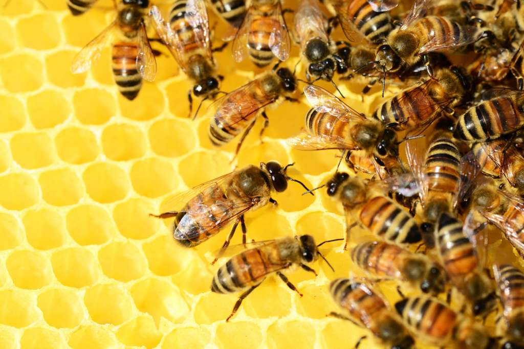 They serve a massive purpose for us': Miami beekeeper working to create a buzz about bees - WSVN 7News, Miami News, Weather, Sports