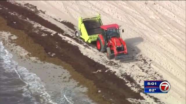 Removal of smelly seaweed begins on Miami Beach amid cleanup across South Florida