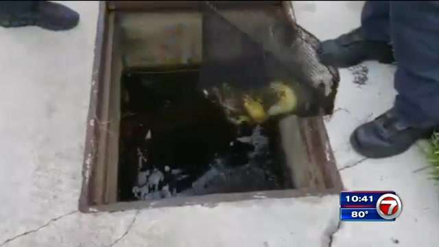 BSFR crews pull 8 ducklings from Weston storm drain - WSVN 7News ...