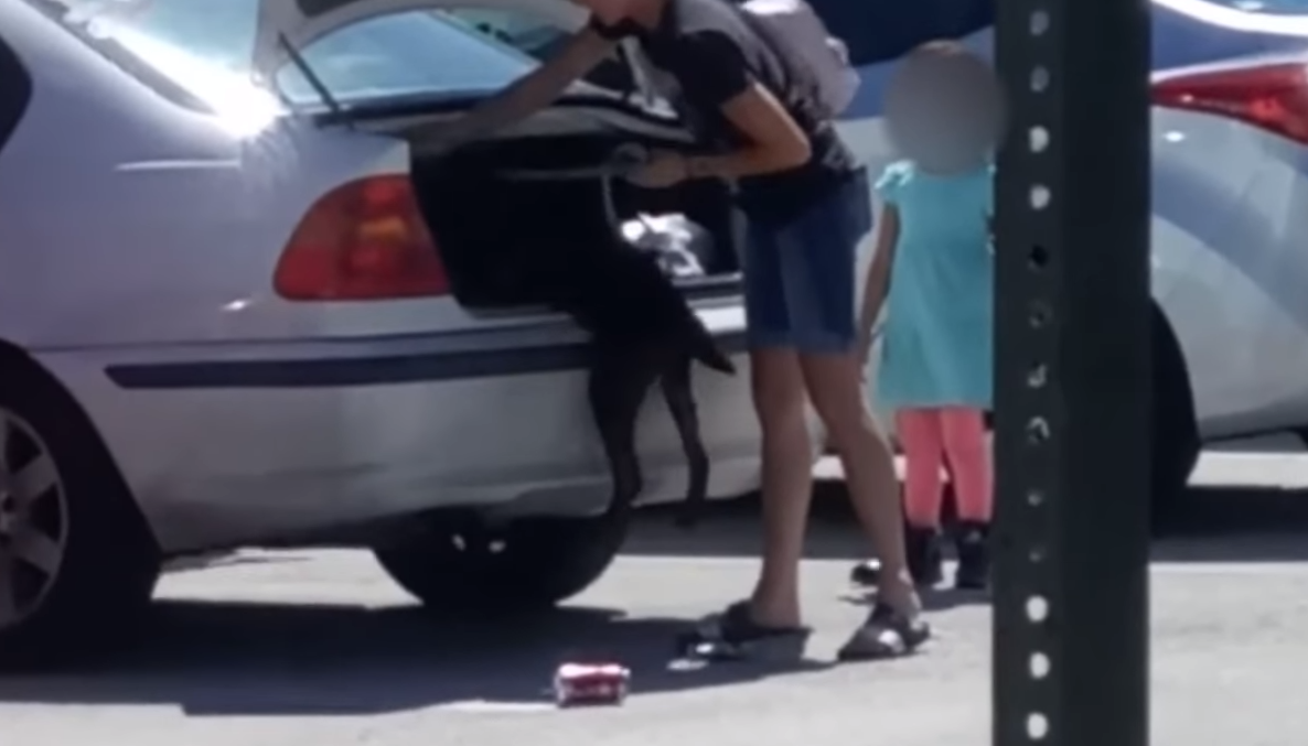 Florida woman arrested for shoving dog into car trunk - WSVN 7News ...
