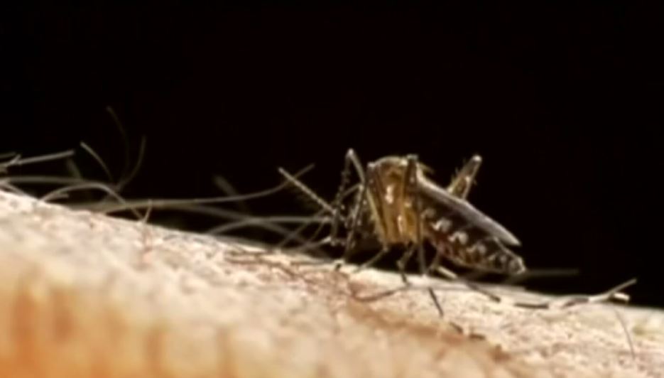 Health Officials Confirm Dengue Fever Case In Florida Keys WSVN 7News Miami News Weather 