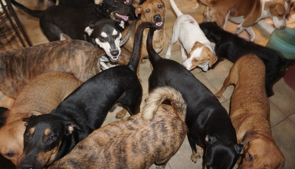 Woman in Bahamas houses nearly 100 dogs to protect them during