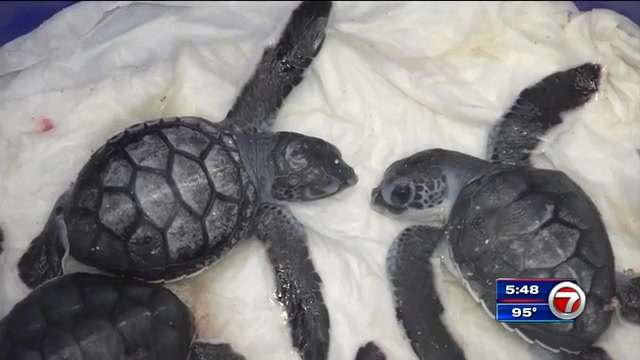 40 endangered sea turtles brought to Florida Keys to warm up after ...