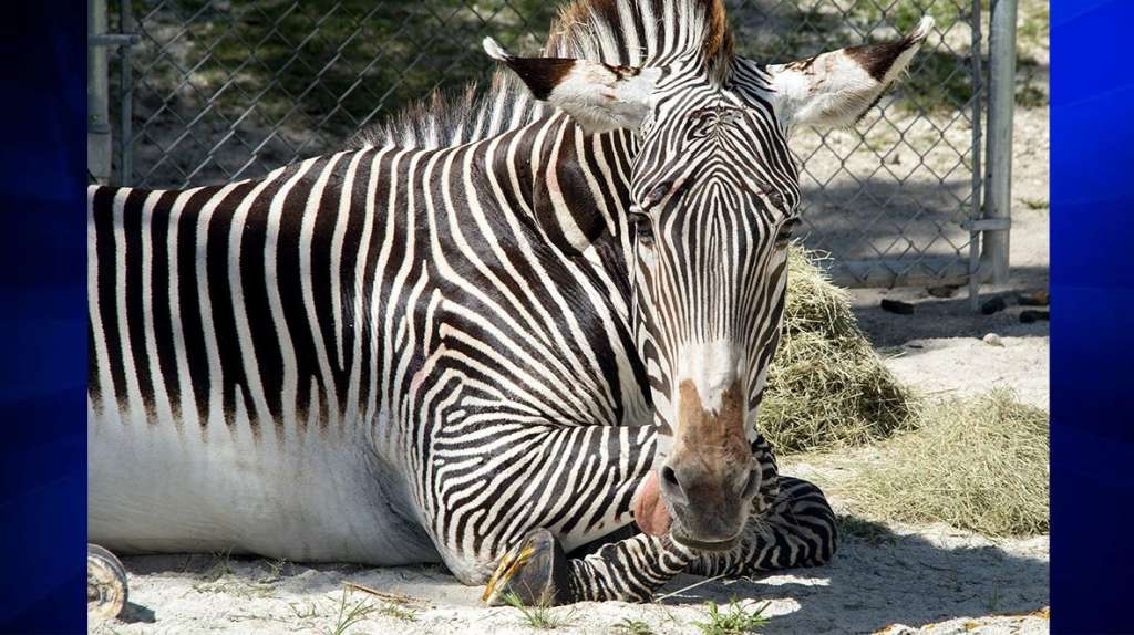 Zebra Receives Mani Pedi At Zoo Miami Wsvn 7news Miami News Weather Sports Fort Lauderdale