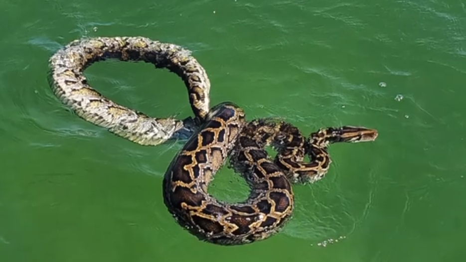 11 foot python found swimming in Biscayne Bay – WSVN 7News | Miami News ...