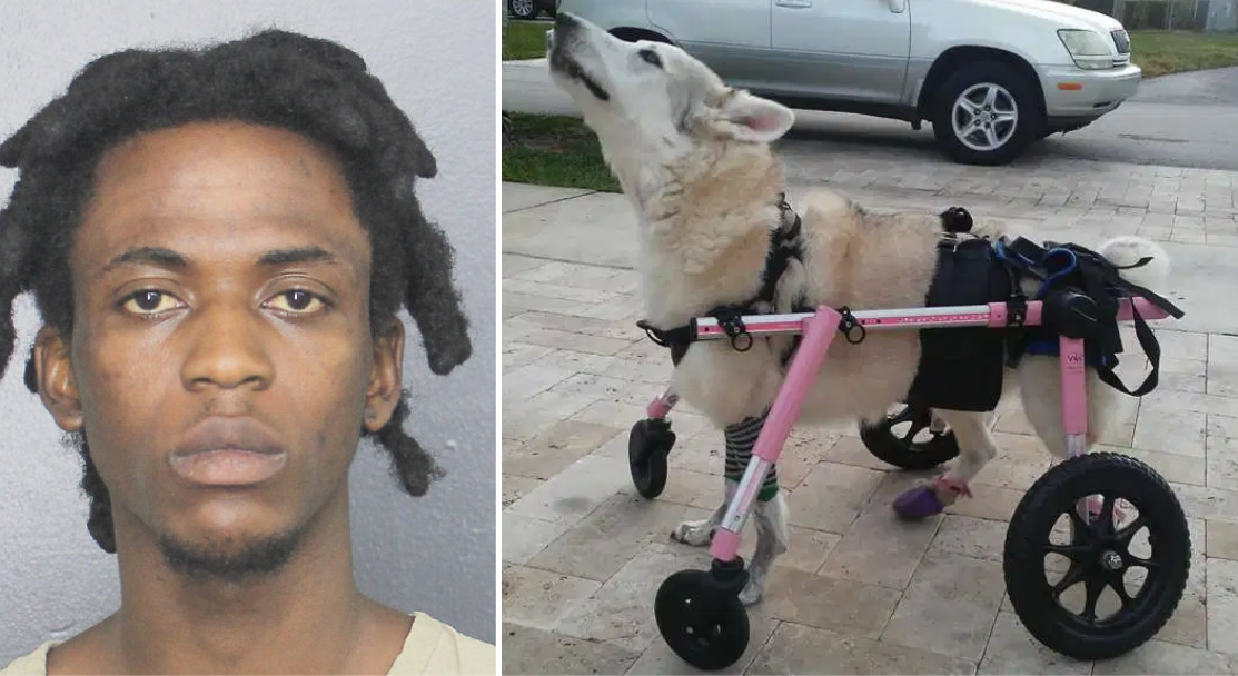 Arrest made in car theft, death of disabled dog - WSVN 7News | Miami ...