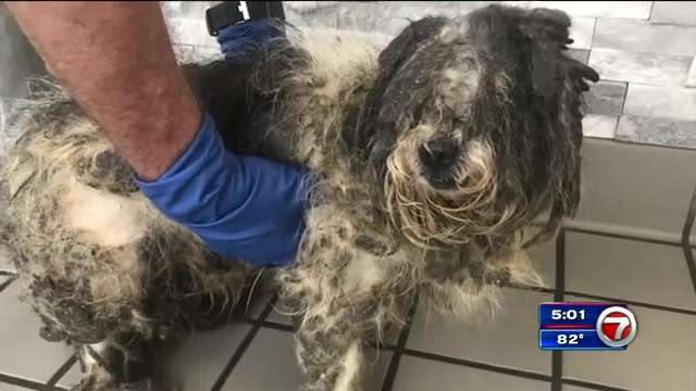 Dog Found In Pompano Beach Covered In Matted Fur Recovering At Animal Clinic Wsvn 7news Miami News Weather Sports Fort Lauderdale