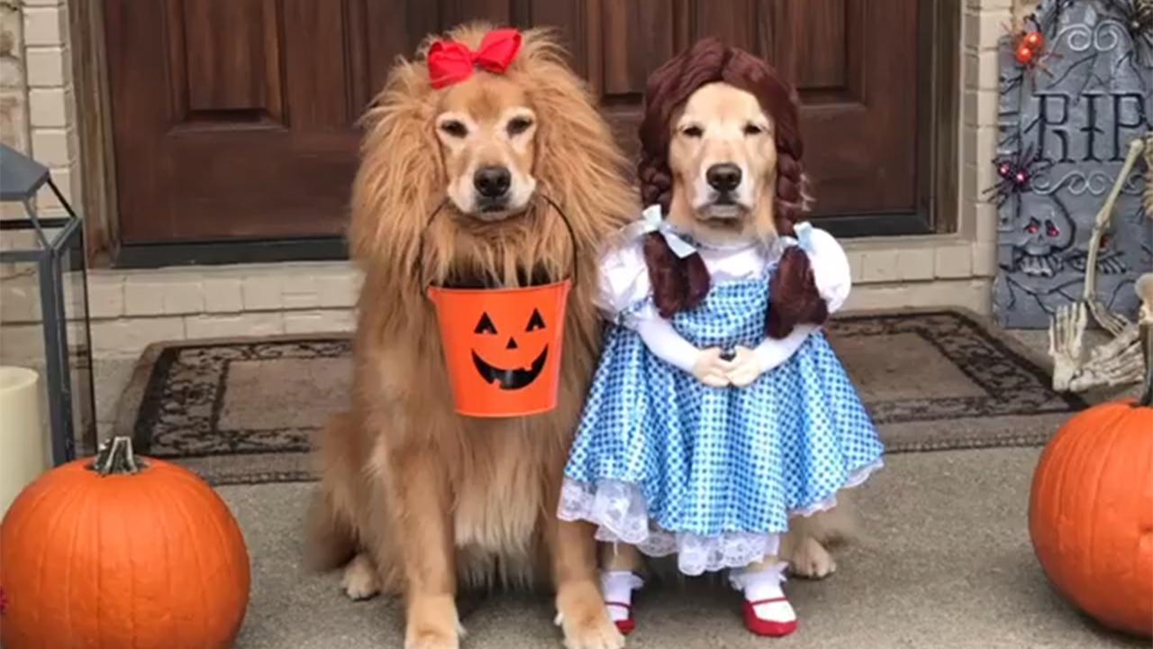 Dogs with busy social lives dress up for Halloween