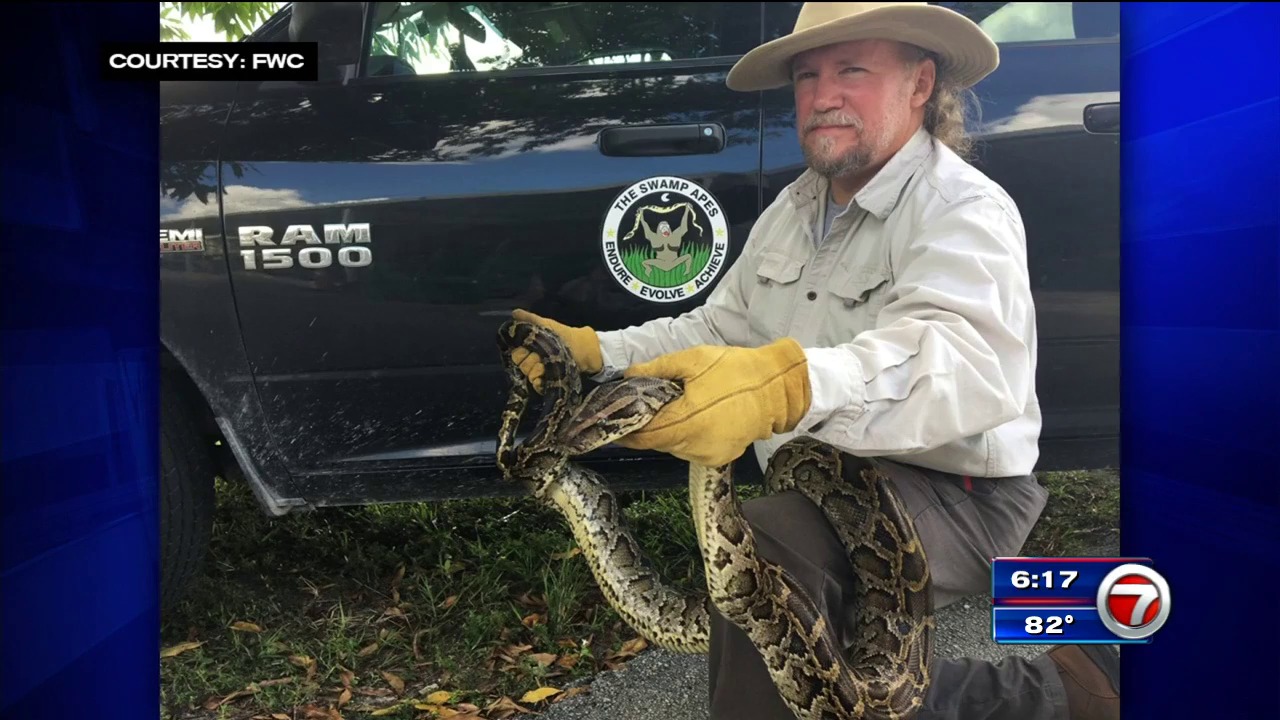 South Florida python hunting team catches 1,000th python - WSVN 7News ...