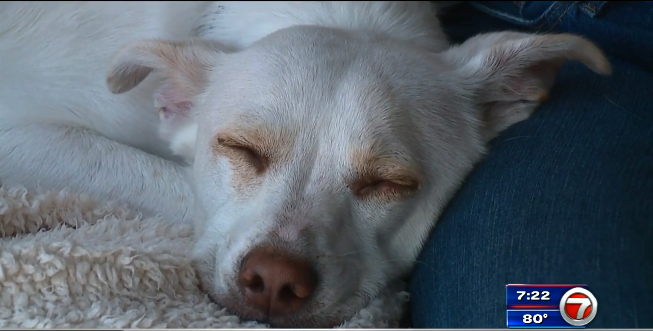 Brave dog reunites with owner after getting lost in the mountains for ...