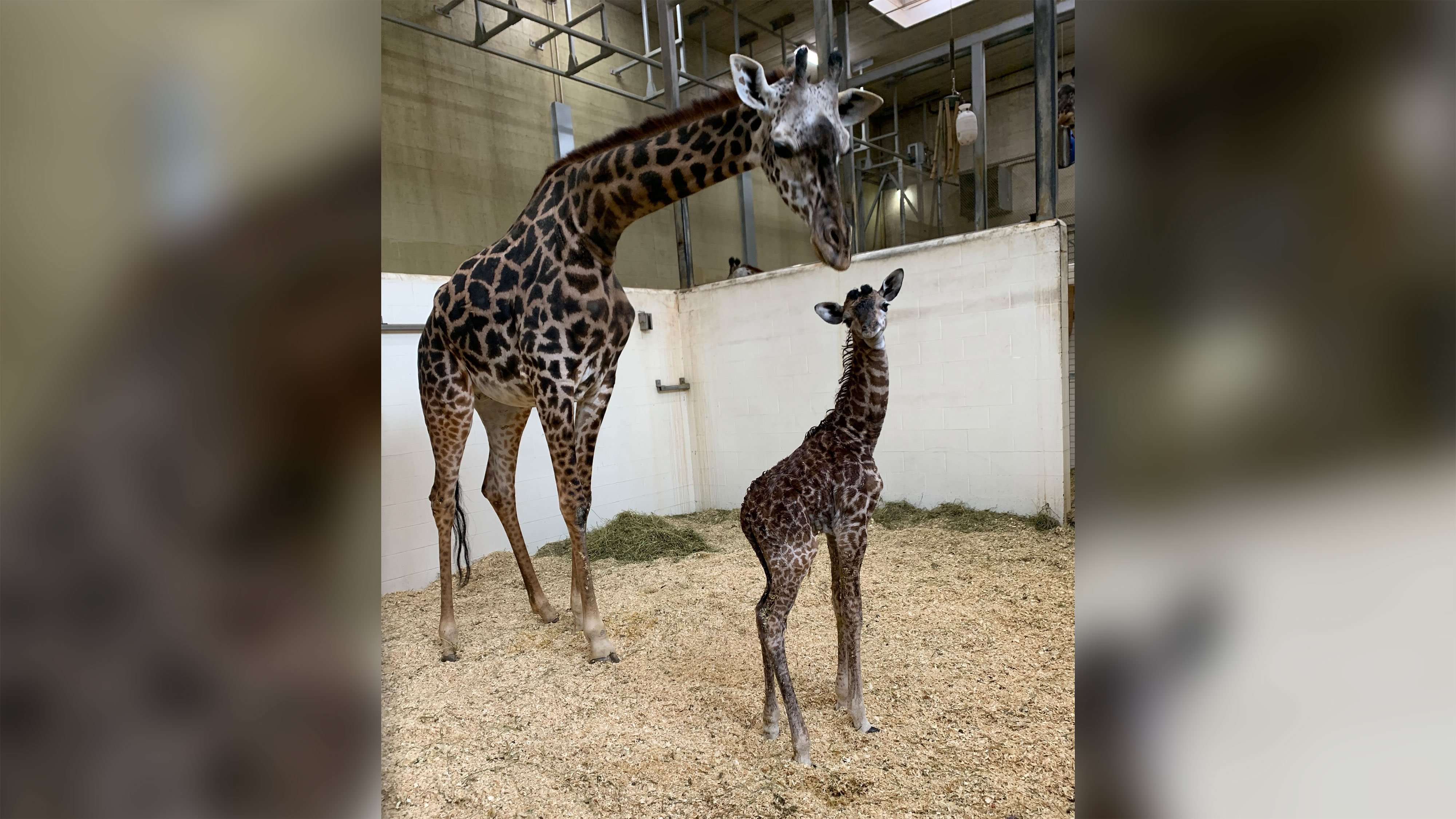 Cincinnati Zoo welcomes baby giraffe less than a week after its father ...