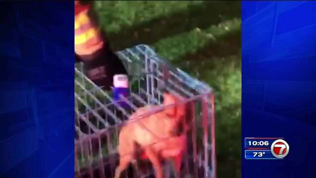 Dog rescued from burning home in NW Miami-Dade - WSVN 7News | Miami ...