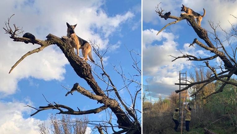 cat in a tree rescue