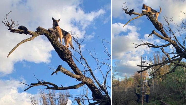 cat in tree