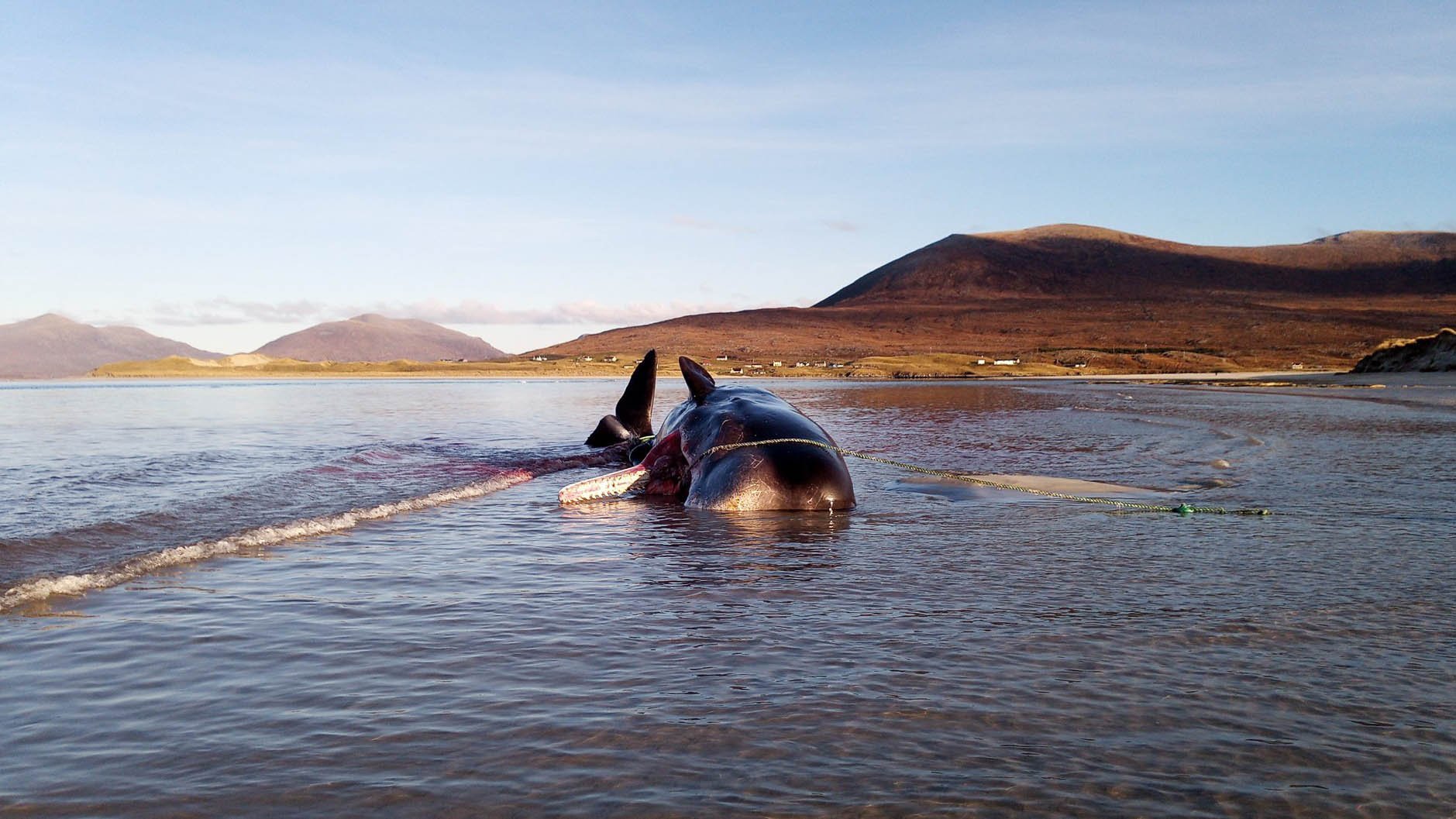 Jamar recommends best of Whale pounds sperm Charo recommends Gay car head tumblr