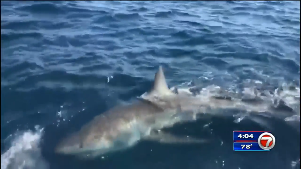 Fishermen catch 13foot great white shark off Broward coast WSVN