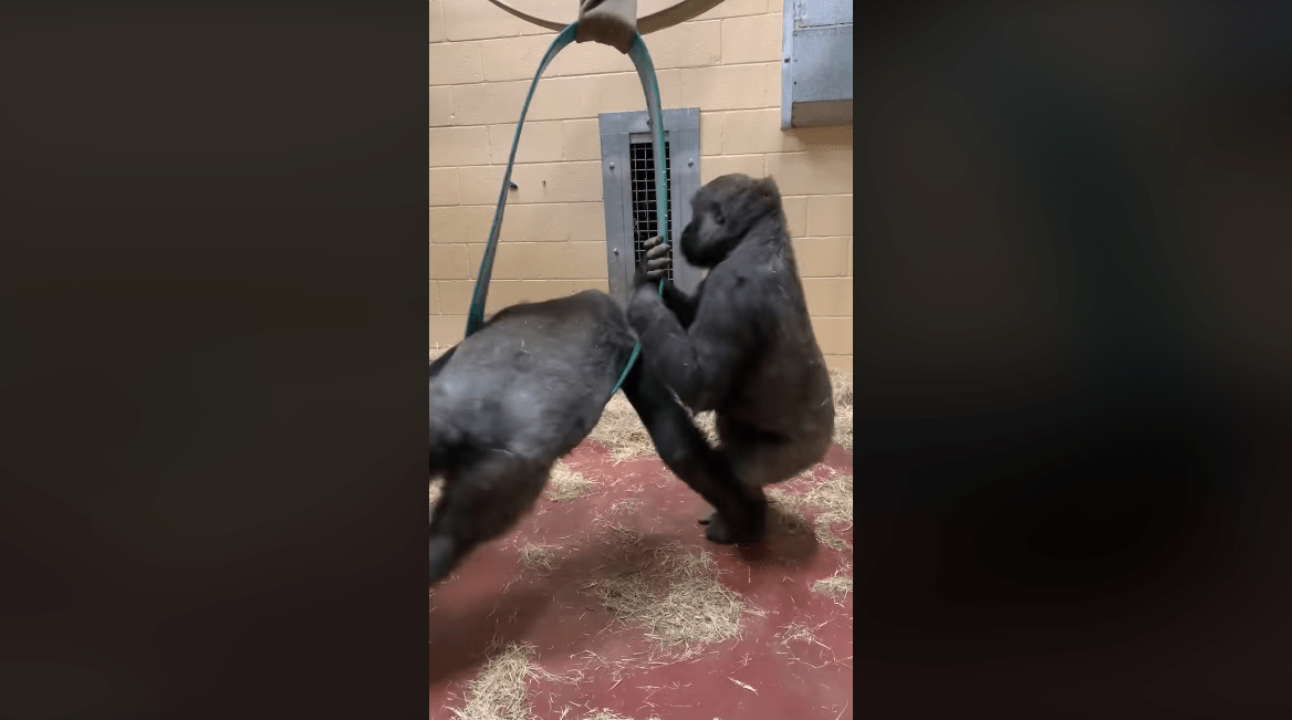 Gorilla siblings caught on camera swinging around at Zoo Atlanta WSVN
