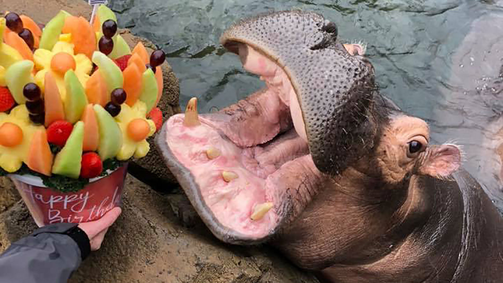 A hippo named Fiona just received the sweetest birthday gift from her