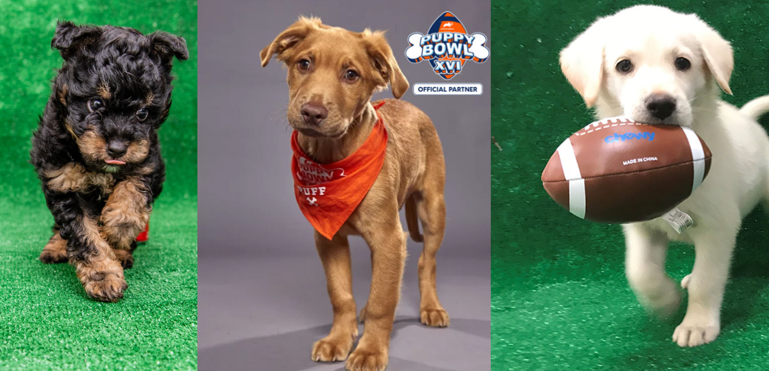 4 MiamiDade Animal Services dogs to compete in Puppy Bowl, Dog Bowl