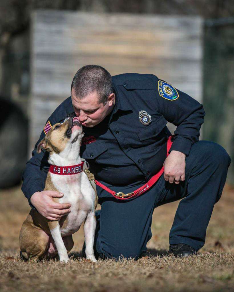 Meet Hansel, the first pit bull to become an arson ...
