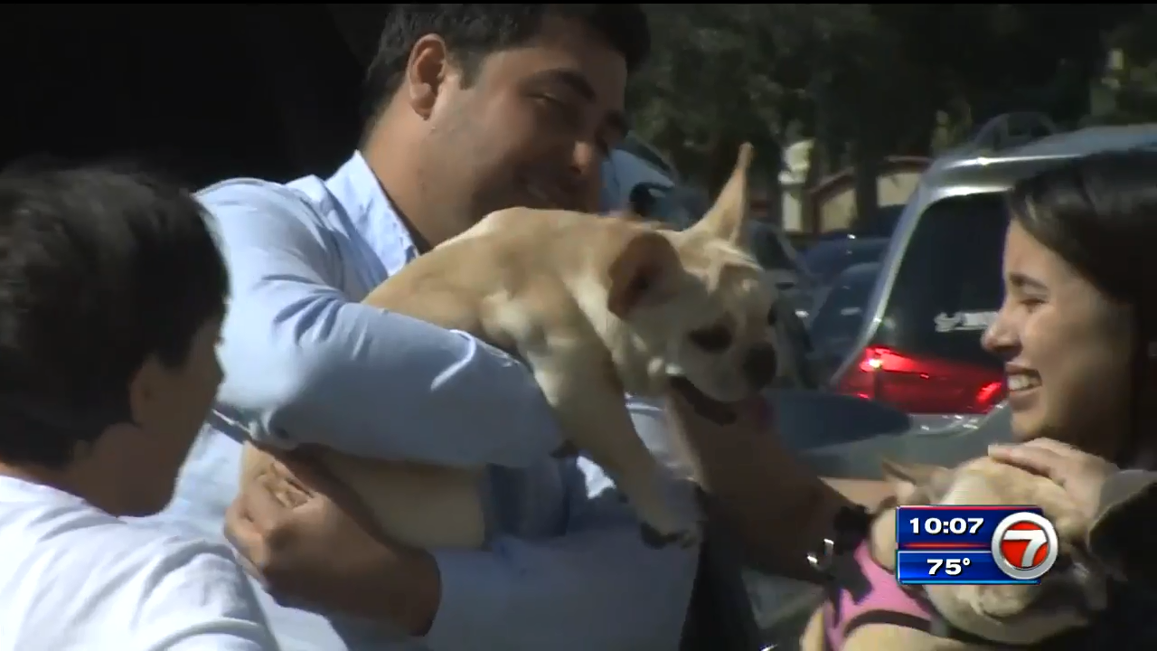 Puppy that ran away from owner in OpaLocka found safe, reunited at