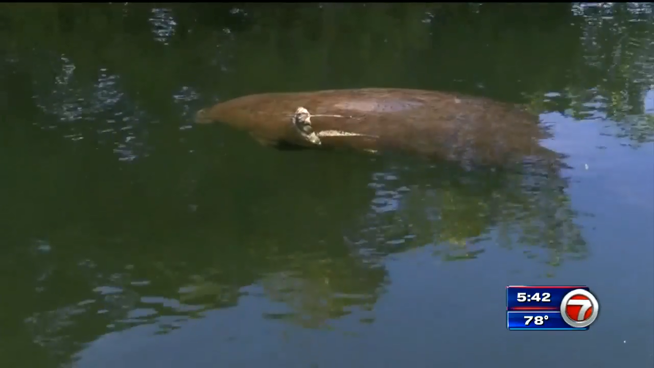 Manatee injured by boat propeller arrives at Miami Seaquarium for treatment WSVN 7News Miami