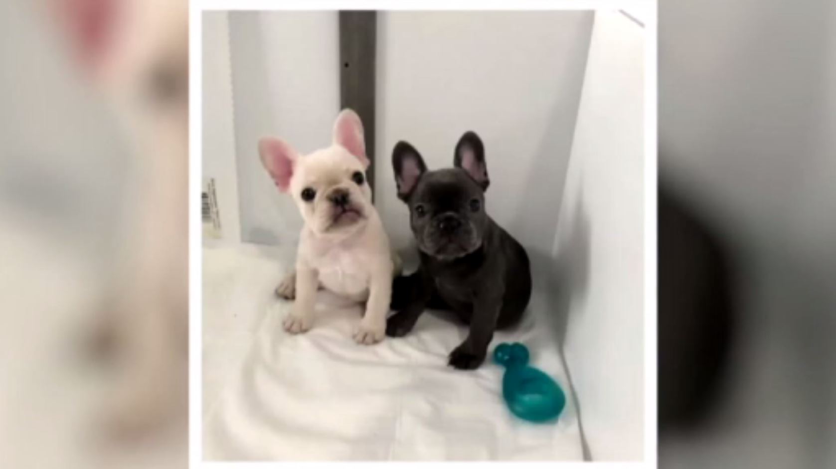 french bulldog puppies for sale near me craigslist