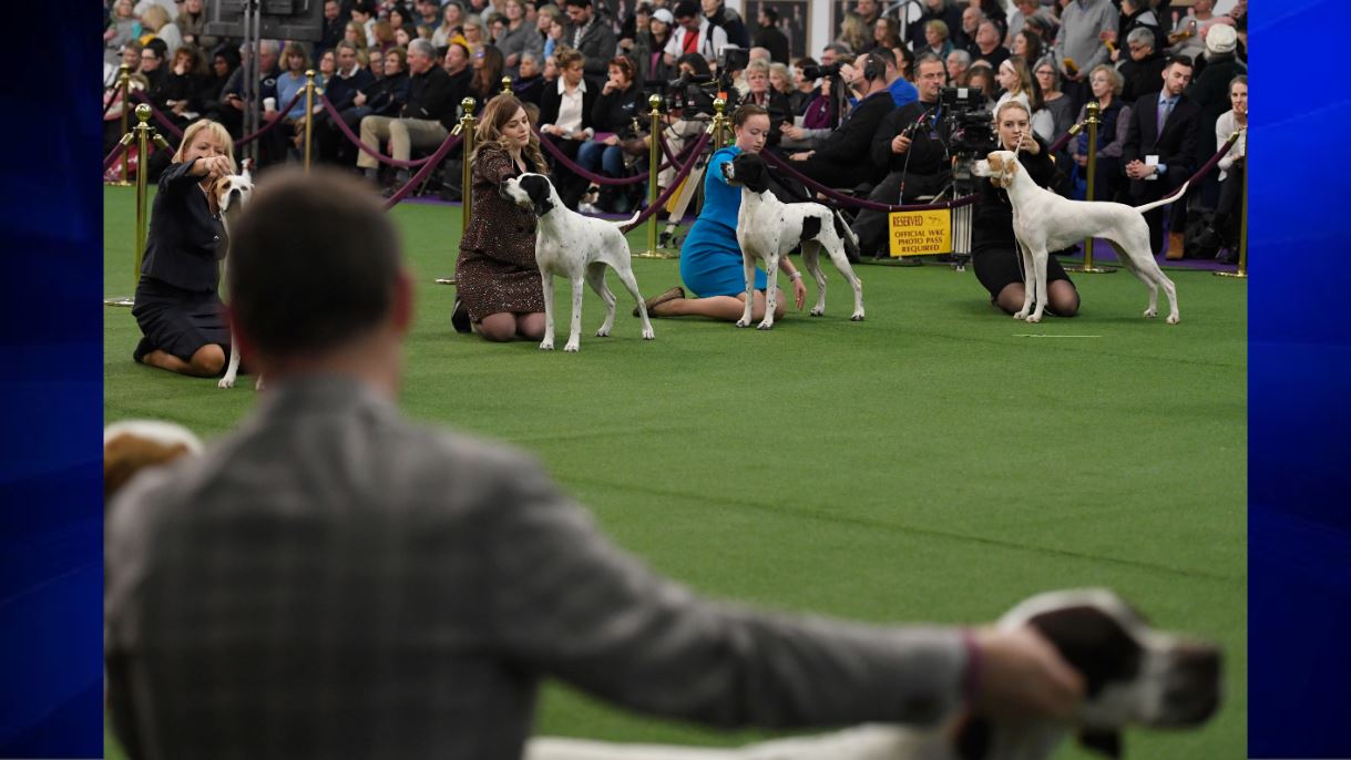 dog show without dogs