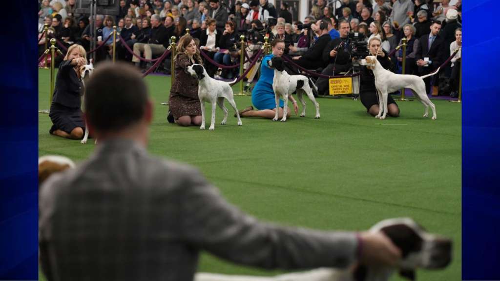 Dogs get ready to bow and wow at the Westminster dog show WSVN 7News