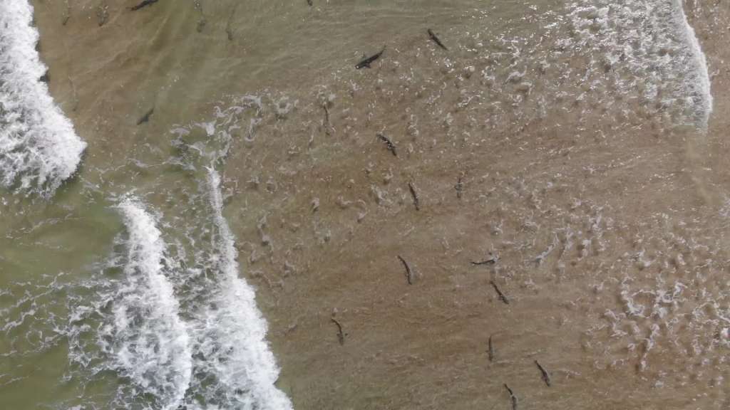 Florida surfer uses drone to capture aweinspiring views of sharks