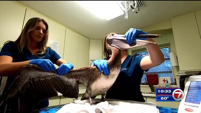 Fishing For Answers South Florida Vets Treat Seabirds Amid Seasonal