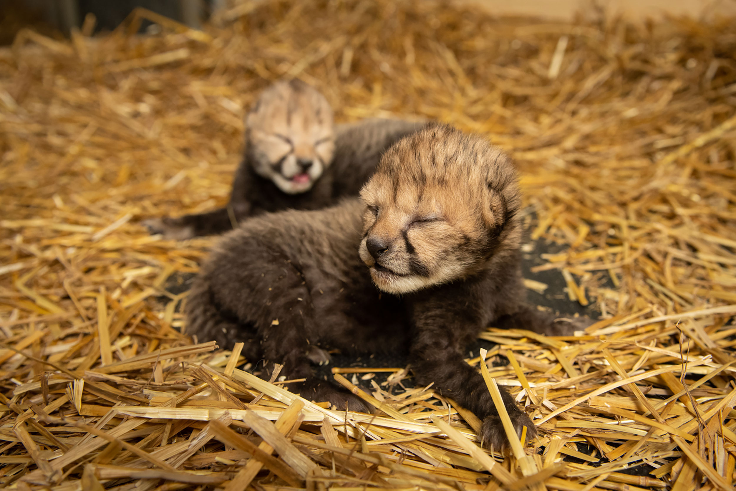Какое животное рождает. Новорожденный гепард. Детеныш гепарда. Котята гепарда. Новорожденный детеныш гепарда.