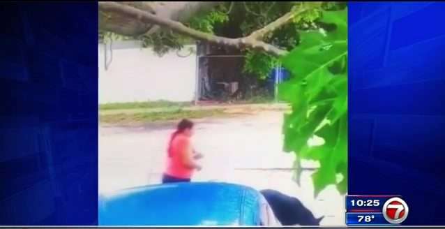 Video shows woman stealing dog from Miami home - WSVN 7News | Miami ...