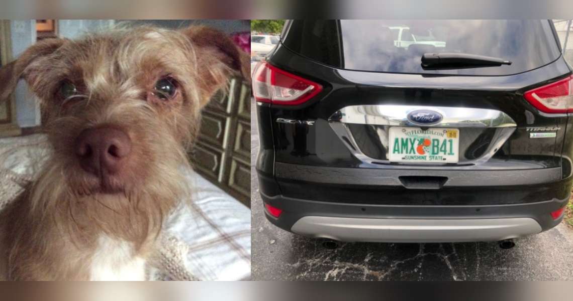 Dog found dead inside car stolen in Hallandale Beach - WSVN 7News ...