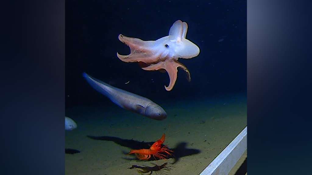 World’s deepest octopus, complete with Dumbo ears, captured on film 4