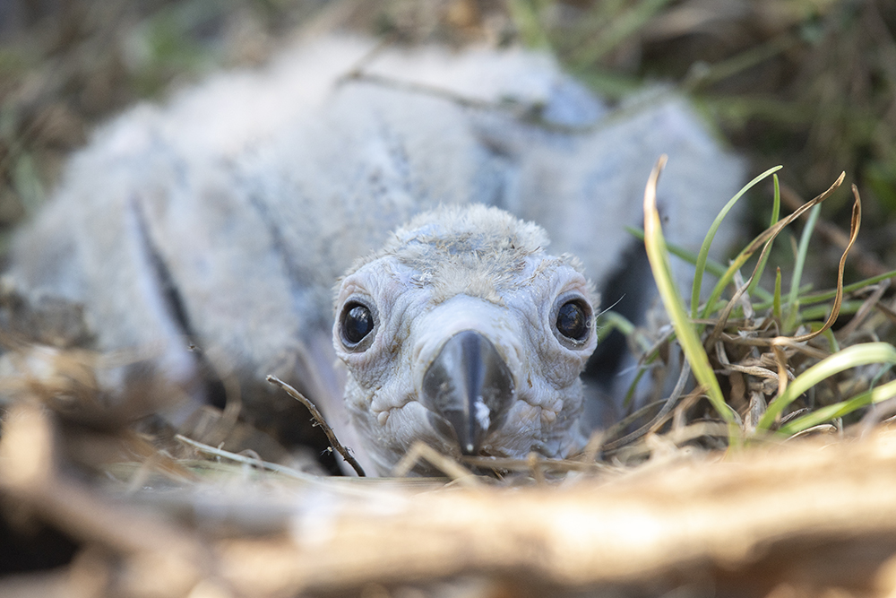 Cinereous vulture hatches for 1st time at Zoo Miami WSVN 7News Miami News, Weather, Sports